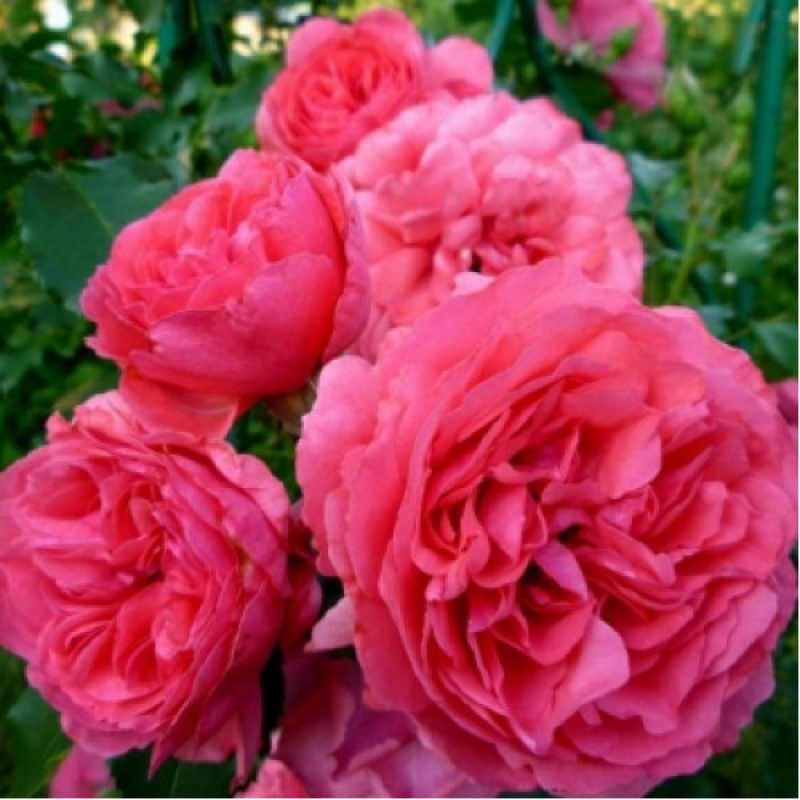 Троянда на штамбі 1 щеплення Солодкий поцілунок