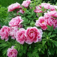 Піон деревовидний рожевий з білими кінчиками