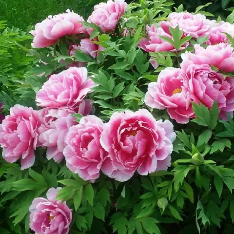 Піон деревовидний рожевий з білими кінчиками