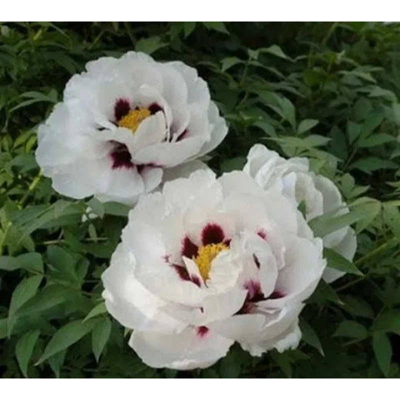 Піон деревовидний БІЛИЙ 3річний