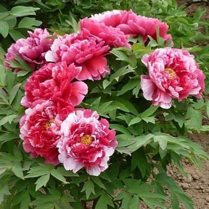 Піон деревовидний Біло- рожевий 3річний