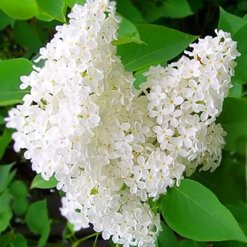 Бузок “Бетсі Росс” Саджанці дворічні