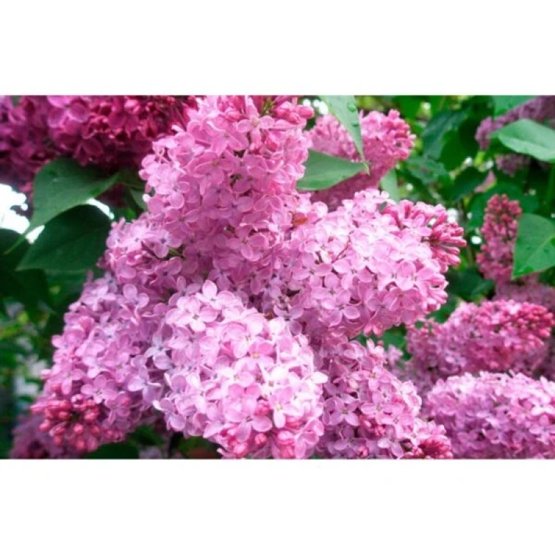 Бузок “Сиринга” Саджанці дворічні