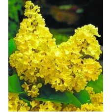 Бузок “Примула” Саджанці дворічні