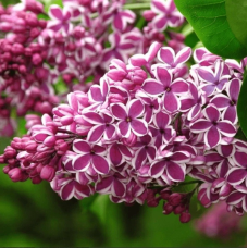 Бузок “Сенсація” Саджанці дворічні