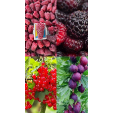 Ягідний комплект 8 рослин за 350грн