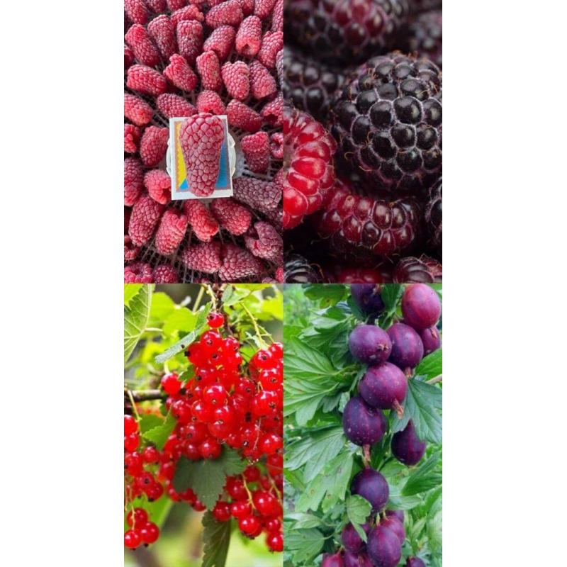 Ягідний комплект 8 рослин за 350грн
