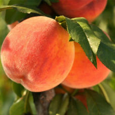 Персик Топ Світ