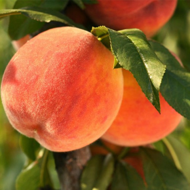 Персик Топ Світ