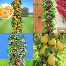 Комплект колоновидних дерев з 4-х сортів (груша Декора,яблуня Патріот,слива Мірабель,черешня Хелена)