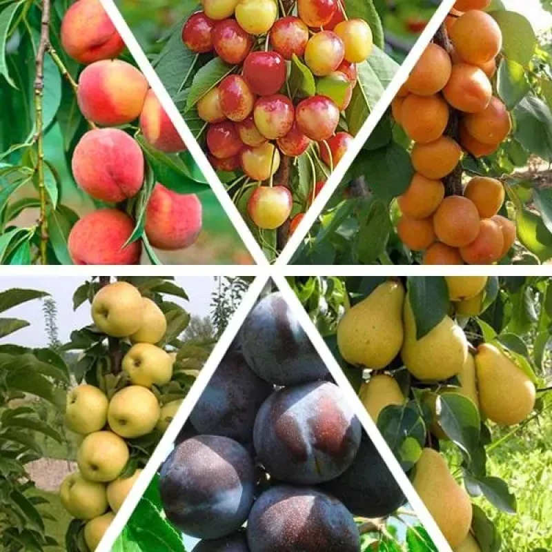 Комплект колоноподібних: Яблуня Медок,груша Декору,черешня Мертон Глорі,сливу Блю Світ, абрикос Зоряний,Сувенір