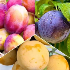 Комплект колоновидних слив Тріо (Блю Світ, Командор, Мірабель)