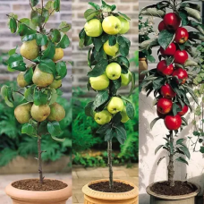 Комплект колоновидних саджанців Дари Осені (груша Декора, яблуня Медок, яблуня Джин )