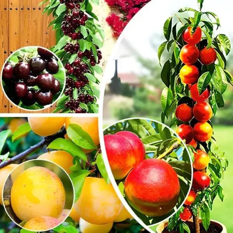 Комплект колоноподібних дерев Десертний (вишня Малютка, нектарин Фантазія, слива Мірабель)