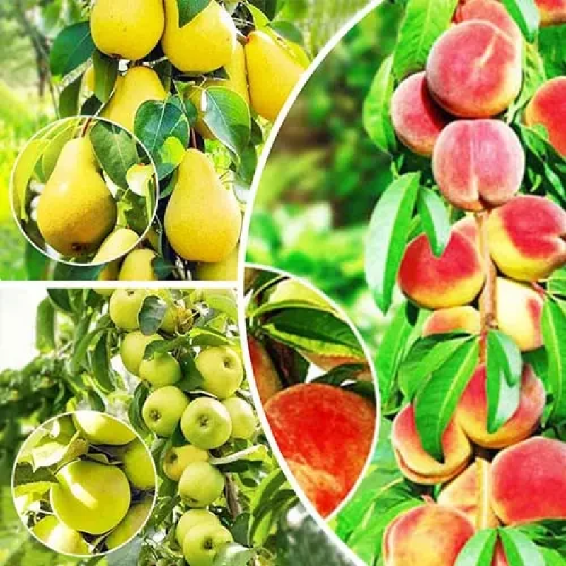 Комплект колоновидних дерев Фруктовий Коктейль (персик Тотем Садівника, яблуня Малюха,груша Декора)