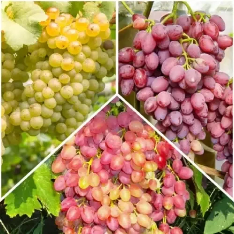 Комплект з 3 саджанців безкісткового винограду (Велес, Новочеркаський, Юпітер Детальніше: