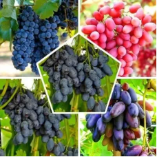 Комплект із 5 сортів винограду (Рошфор, Шоколадний, Академік, Фуршетний, Руслан)