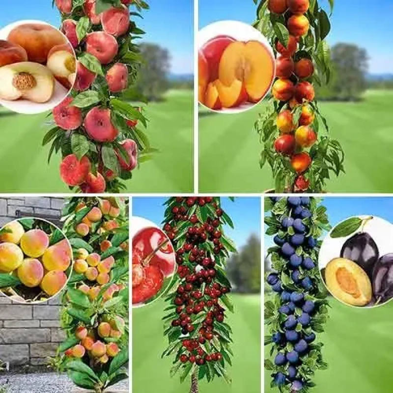 Комплект колоновидних “Улюблені фрукти“ (Принц Березень, Фантазія, Кримський, Квін Мері, Імперіал)