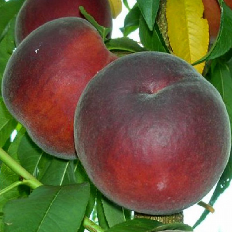 Персик Ерітрокарпа (червоном“ясиста) Персик Ерітрокарпа (червоном“ясиста)