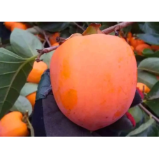 Хурма Гігант