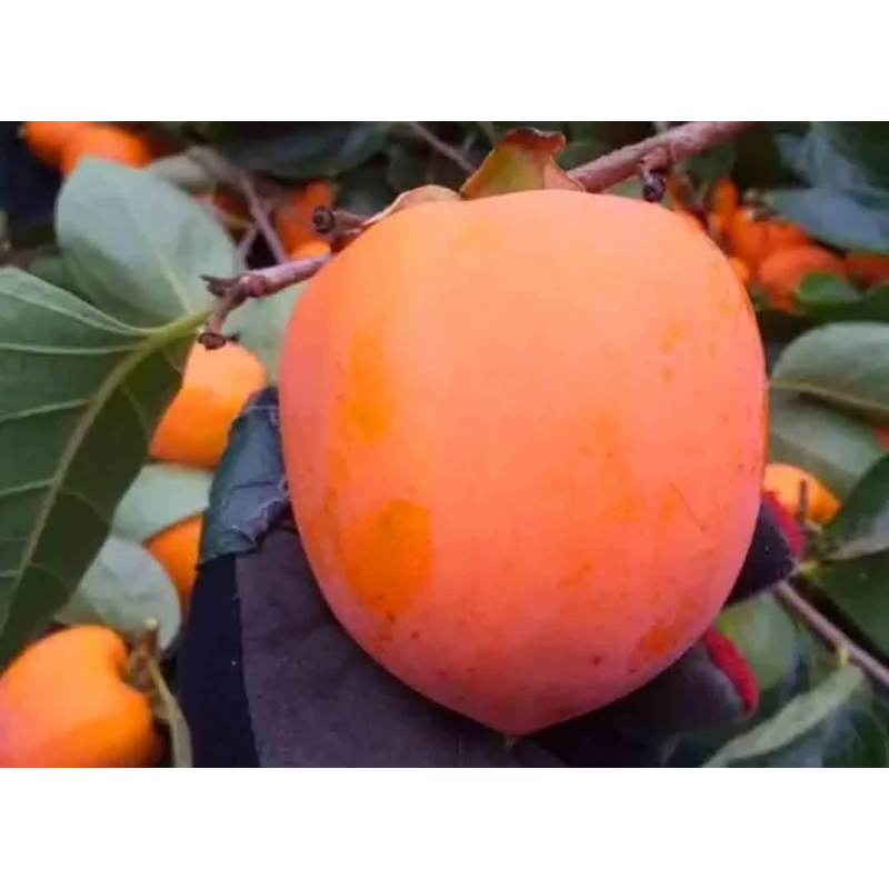 Хурма Гігант