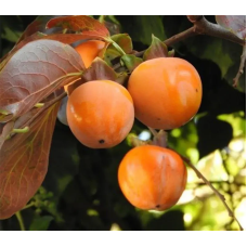 Хурма Джон Рік