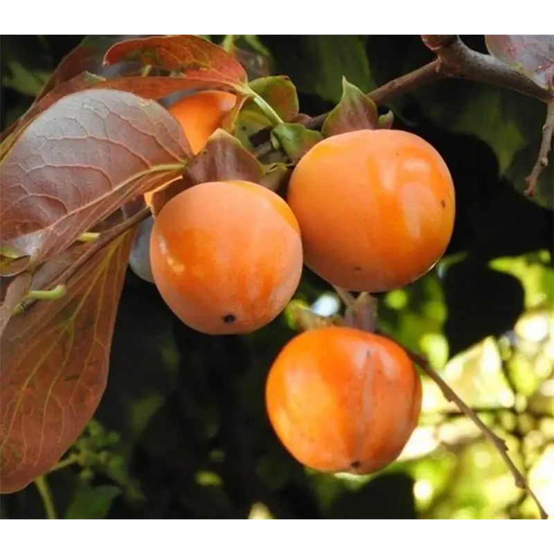 Хурма Джон Рік