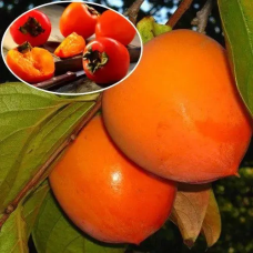 Хурма Перлина Сванетті