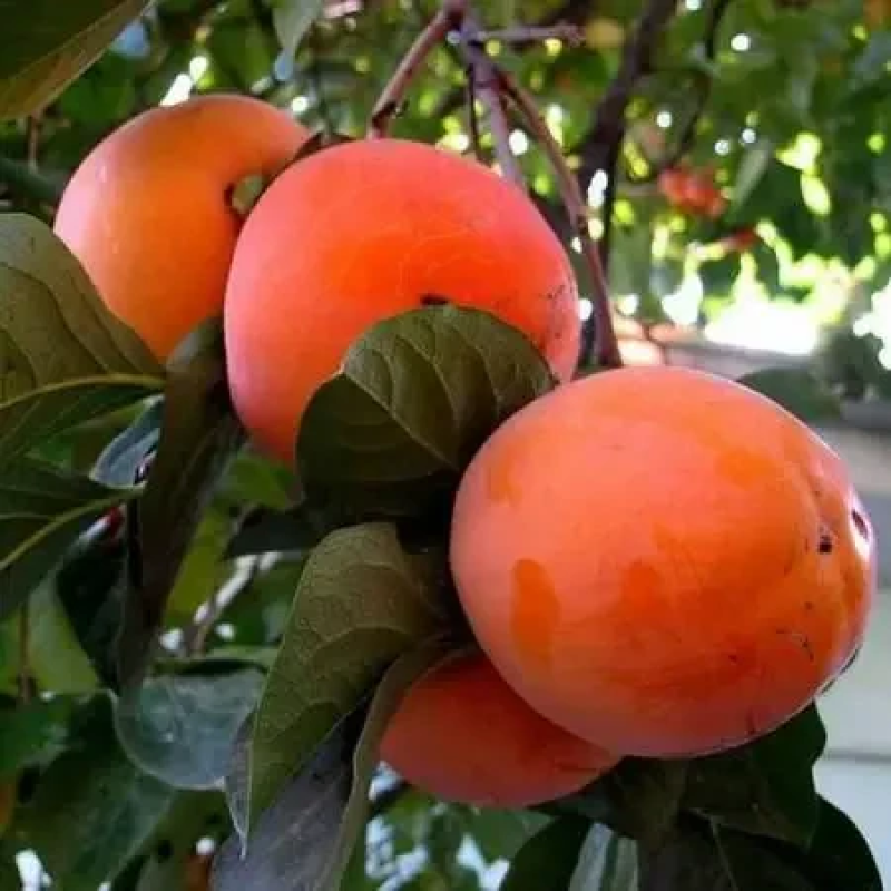 Хурма Гора Роман Кош