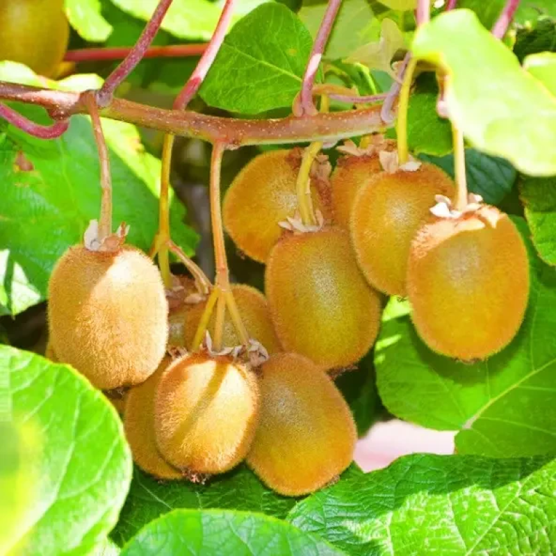 Ківі Крамер