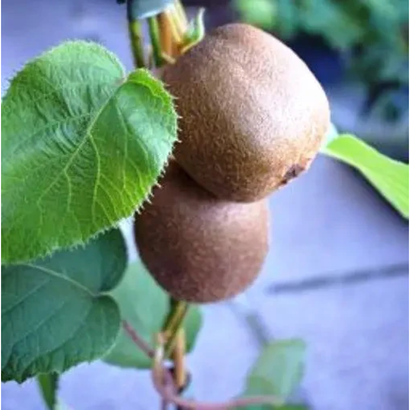 Ківі Боскоп