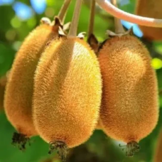 Ківі Колходский