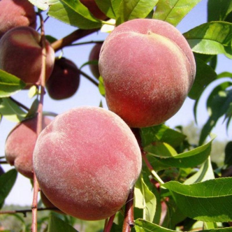 Персик Київський ранній