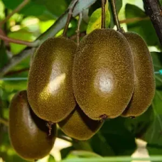 Ківі Сореллі