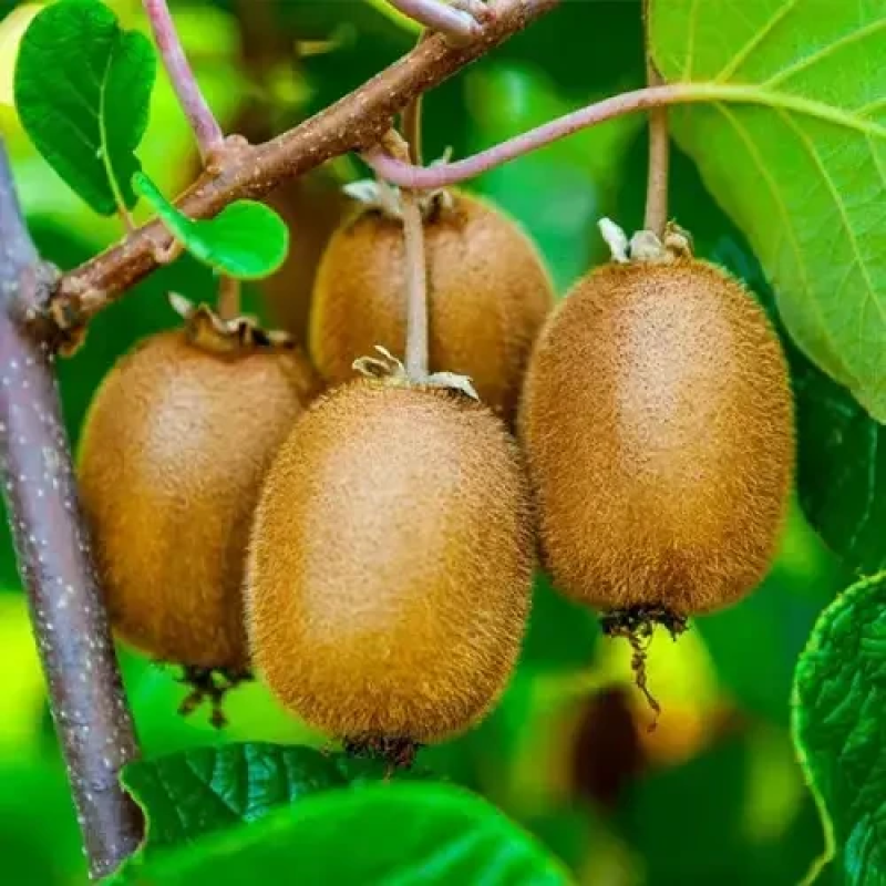 Ківі Делікст