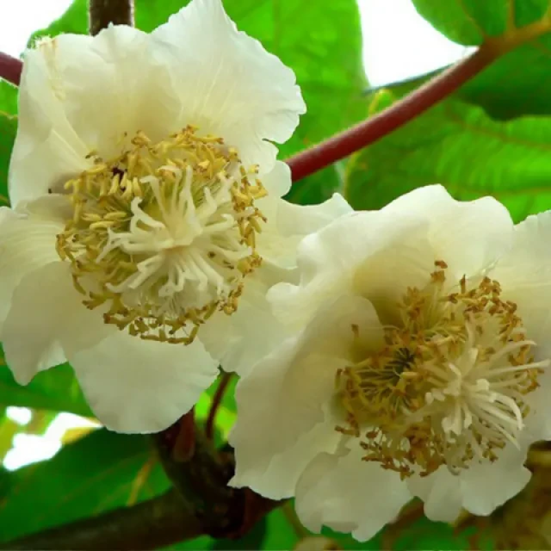 Ківі Банафия