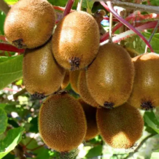 Ківі Дженні