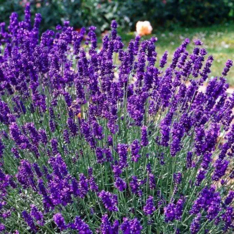 Лаванда Елізабет