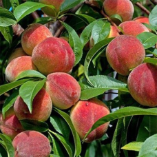 Персик Подарунок Києва