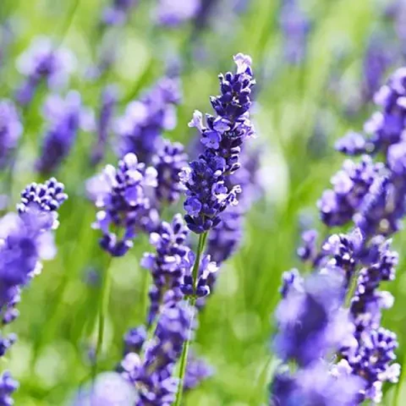 Лаванда Англійська вузьколиста Платинум Ніко