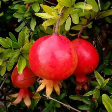 Гранат Ахмар