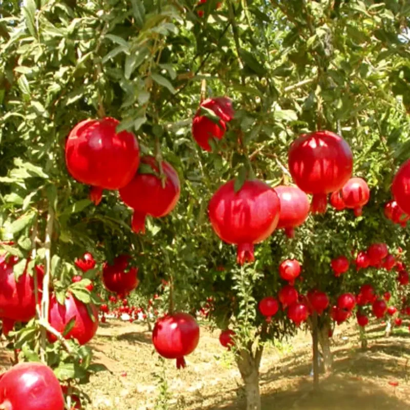 Гранат Гюлоша рожева