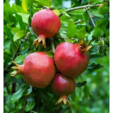 Гранат Східний