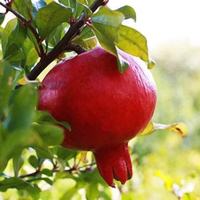 Гранат Кизил-Анор