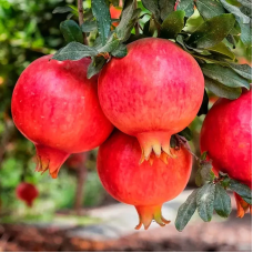 Гранат Лод-Жуар