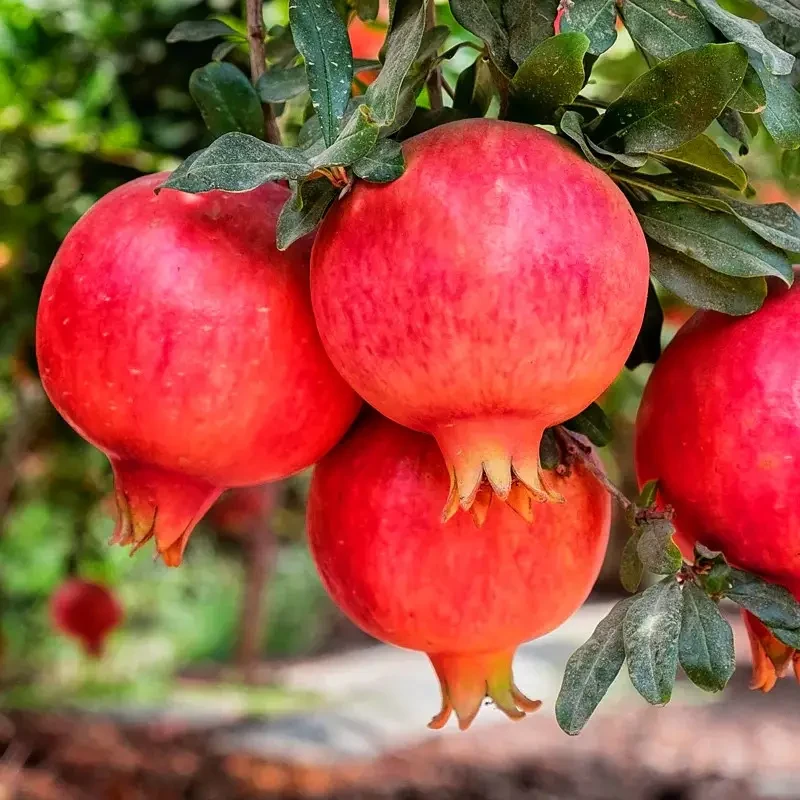 Гранат Лод-Жуар