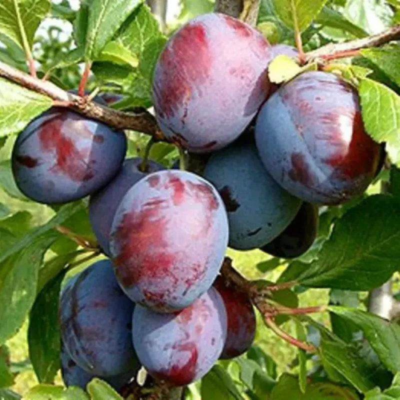 Алича Анжелина