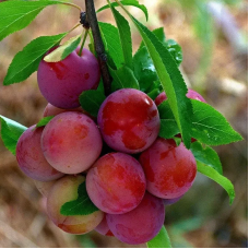 Алича Лихни