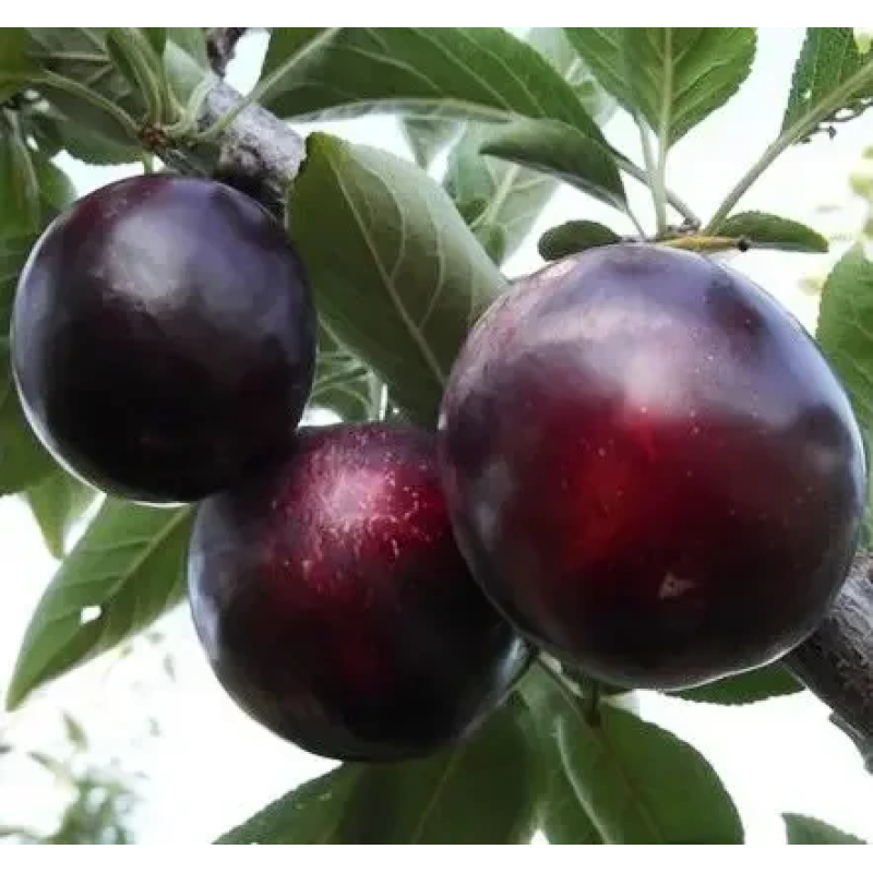 Алича Ельдорадо