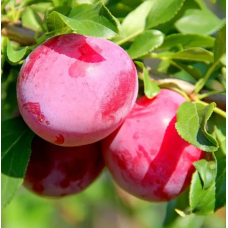 Алича Рясна